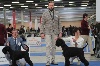  - PARIS DOG SHOW le 8 janvier 2017