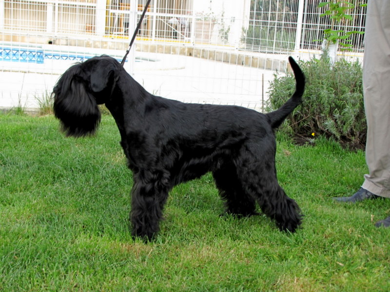 CH. Elton des terres d'aunis